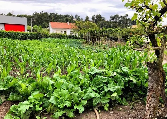 Casinha Da Avo Rosario Appartement